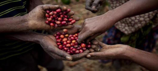 La production de café menacée de disparition en Afrique de l'Ouest.