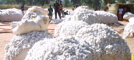 La production de coton au mali pourrait atteindre des niveaux élevés en 2016-2017.