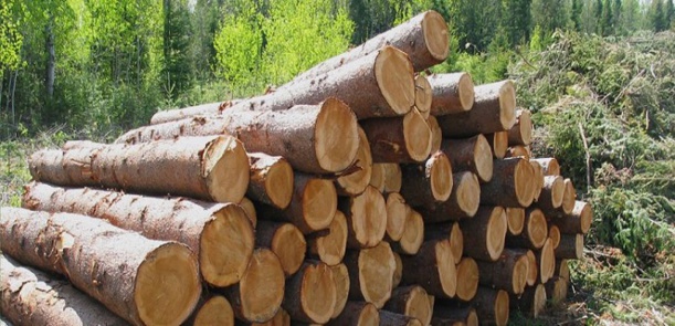 La hausse de la production mondiale du bois montre l'importance du secteur forestier dans les bioéconomies émergentes.