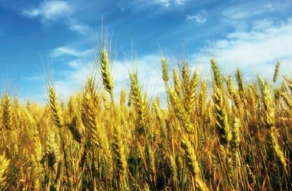 Des nouvelles projections font état d’une baisse de la production de blé après la récolte record de 2016.
