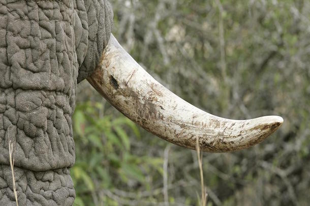 Le commerce local de l'ivoire a disparu en Afrique centrale