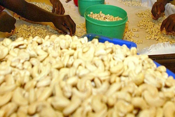 Le Bénin voudrait développer la filière de la transformation du cajou