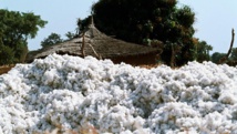 Le Mali redevient le premier producteur africain de coton