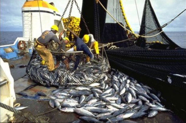 ​ La valorisation des produits de pêche et de l’agriculture, un des maillons essentiels du PSE, selon Mamadou Ndione, DG du COSEC