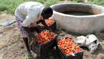 PARERBA: vers la création de 6000 emplois agricoles et agro-alimentaires dans cinq régions du Sénégal
