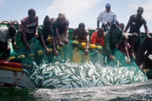 Mauritanie : les pêcheurs guet-ndariens autorisés à prendre 50 000 tonnes de poissons