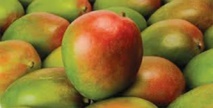 Exportation de mangue: le Sénégal placée sur la liste rouge de l'Europe