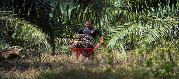 L’Indonésie décrète un moratoire sur les nouvelles plantations de palmiers à huile