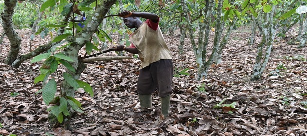 COTE D’IVOIRE-GHANA : Nestlé en action pour mettre fin à la déforestation et restaurer les forêts