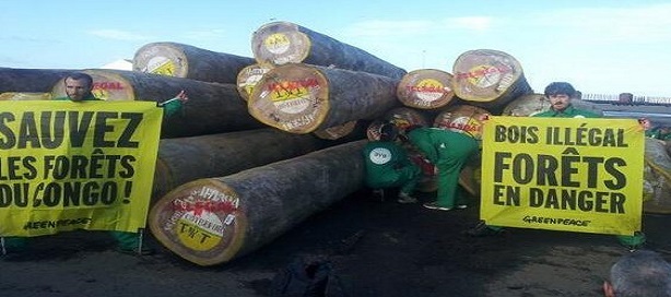 Dix entreprises européennes pourraient importer vers l’UE du bois congolais illégal représentant plusieurs millions d’euros