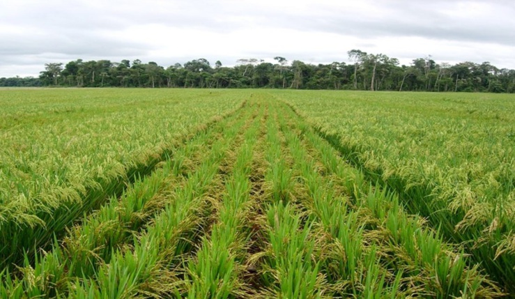 Les surfaces et les productions de riz du …Sénégal estimées à 3,16 millions d'hectares pour la campagne de commercialisation 2019/20