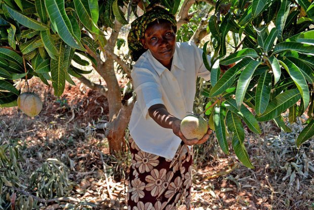 A Daga Birame, Kaffrine, le village climato-intelligent change le comportement des producteurs