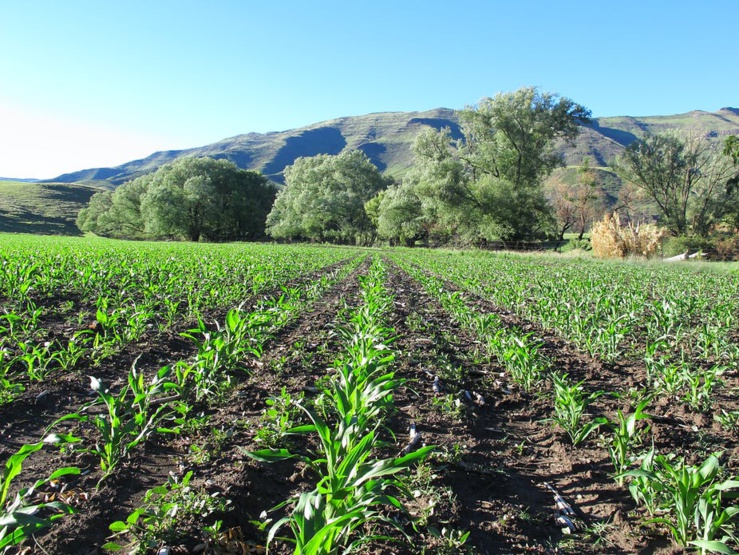 L'Afrique du Sud produit environ 16% du maïs de l'Afrique subsaharienne. Shutterstock