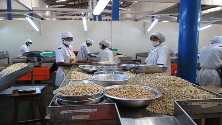 Une usine ivoirienne de transformation de la noix de cajou.