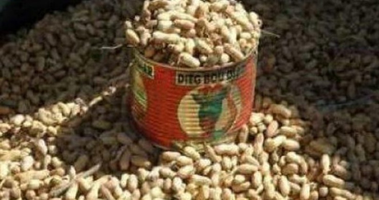 Arachide-Sénégal-Afrique : 721.386 tonnes de graines collectées pour des ressources financières exceptionnelles de 216 milliards