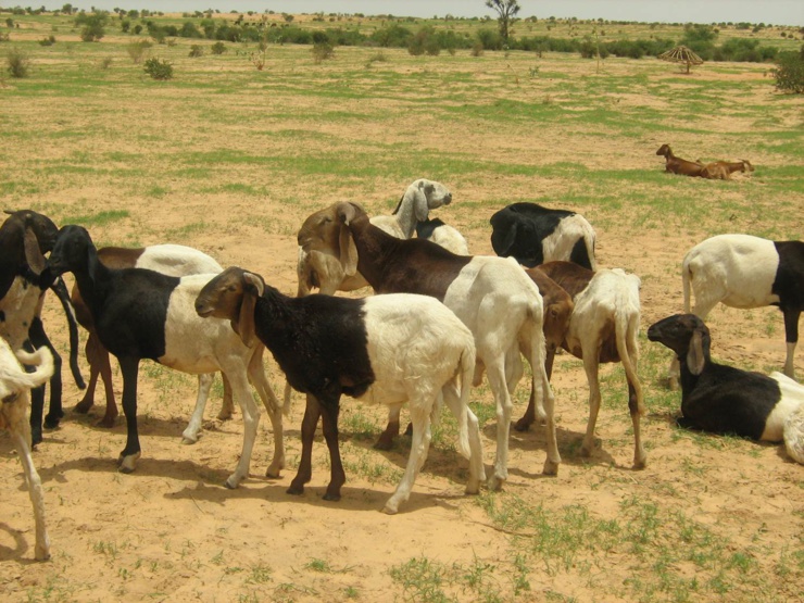 En Gambie, un projet sur les chaînes de valeur soutenu par la Bad permet d’augmenter la production animale et le revenu des agro-entrepreneurs.
