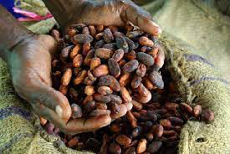 Production de cacao en Côte d'ivoire et au Ghana: pourquoi les agriculteurs ne récoltent pas les fruits de leur production