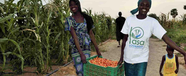 Sénégal: les effets du projet d’appui à la sécurité alimentaire sur les populations des régions de Louga, Matam et Kaffrine