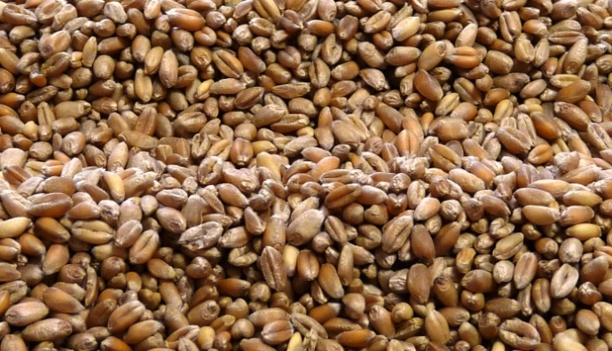 La Fao relève le caractère crucial de la qualité des semences pour nourrir une population mondiale en pleine expansion