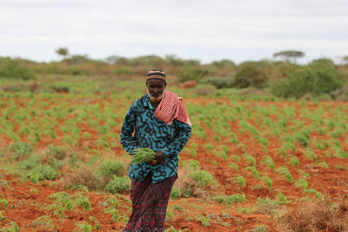 somalie: coup d'accélérateur de la fao et du fonds quatar aux efforts menés pour aider les communautés rurales vulnérables