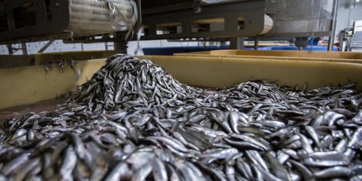 greenpeace salue le rapport de la fao sur les impacts de l’industrie de farine et d’huile de poisson en afrique de l’ouest.