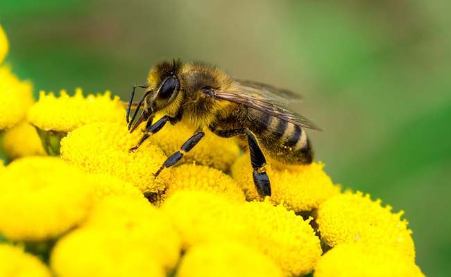 abeilles et autres pollinisateurs : ces petites créatures très actives dont la contribution à la bonne santé de la planète et à nos conditions de vie est précieuse