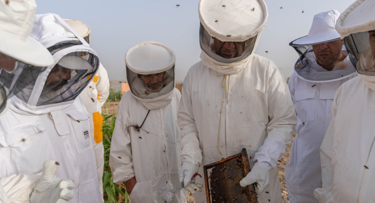 les apiculteurs marocains se donnent pour mission de sauver l’abeille jaune saharienne