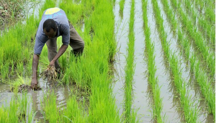 production de riz et sécurité alimentaire au Sénégal :  accord tripartite pour aider les petits exploitants et les pme de la filière rizicole à accéder aux financements