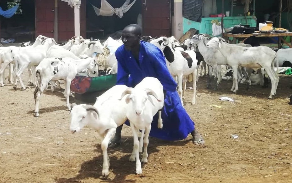 préparatifs de la fête de tabaski : bonnes perspectives sur le marché sénégalais de l'approvisionnement en moutons