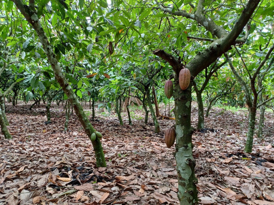 Le cacao, l’or brun de Côte d’Ivoire