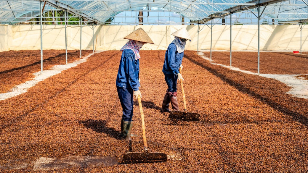 © Shutterstock/Nguyen Quang Ngoc Tonkin | Des ouvriers sèchent des grains de café à Gia Lai, au Viêt Nam.
