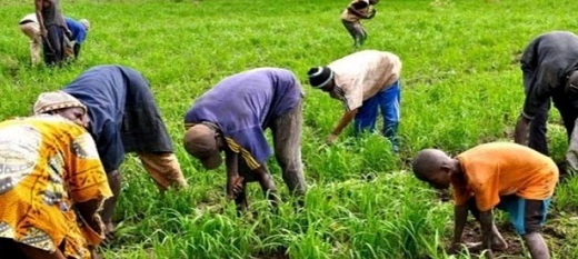 L’agriculture, levier performant du Plan Sénégal Emergent
