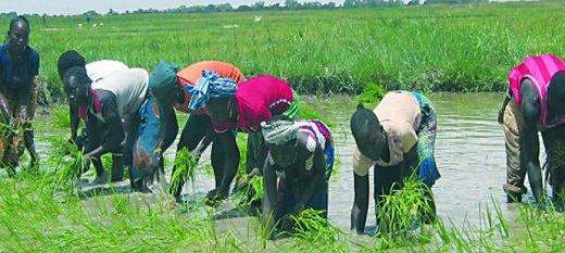 17 millions de tonnes supplémentaires de riz décortiqué seront nécessaire à l’Afrique