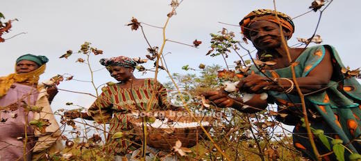 Le Mali redevient premier producteur Africain de Coton