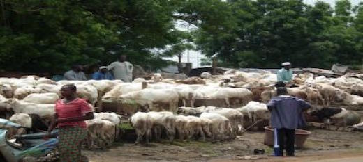Mali : ce n’est pas encore le grand rush aux marchés des moutons de Tabaski