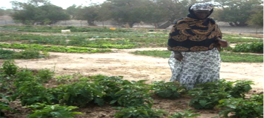 Un système de filets sociaux pour réduire la vulnérabilité de 15 000 ménages pauvres au Tchad