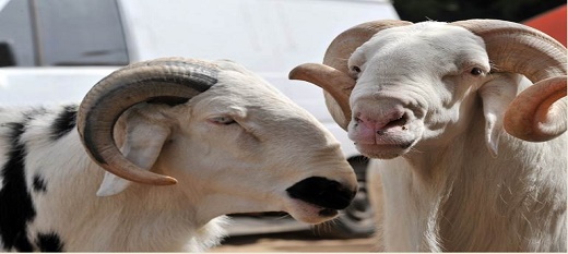 Saint-Louis : la rareté des moutons pour la Tabaski inquiète les clients