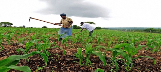 Des agriculteurs africains en pleine activité de travaux champêtres.