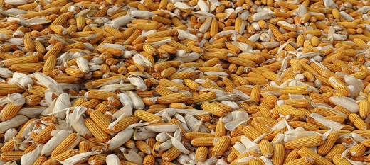 Comme le maïs, les prix des matières premières agricoles ont varié sur le marché sénégalais en août 2016.