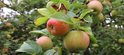 Le prix des produits alimentaires comme la pomme ont un impact sur le développement agricole durable.
