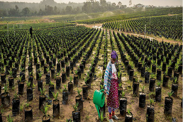 Afrique : et si le salut passait par l'agriculture