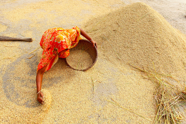 Le blé et la viande font remonter l’Indice des prix des produits alimentaires de la FAO en juin