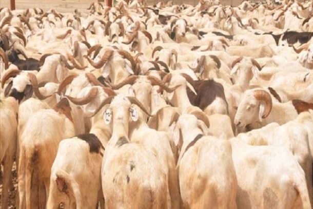 Autosuffisance en moutons en 2020 : Le Renades s’engage