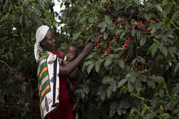 La recette du Kenya pour augmenter le revenu des producteurs de café