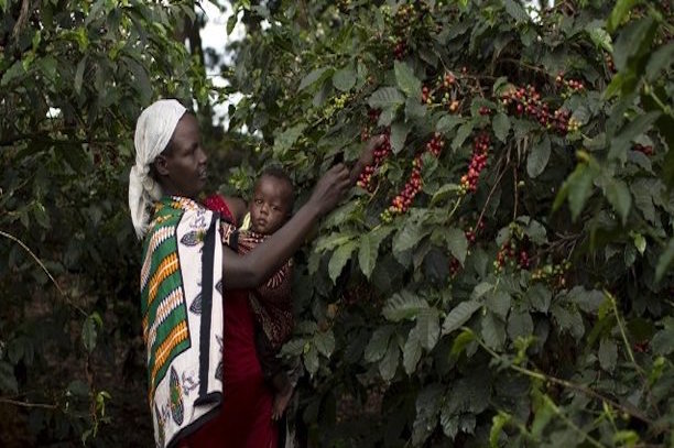 Ethiopie : portées par le café, les exportations agricoles réalisent de bonnes performances