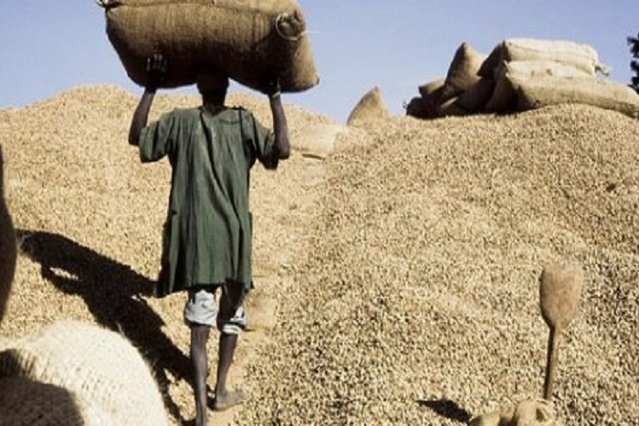 ​Blocage de la campagne arachidière : les Ops de Ziguinchor réclament 6 milliards F Cfa à la Sonacos