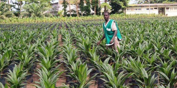 Cameroun : de nouvelles mesures pour relancer la filière palmier à huile