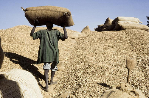 Papa Abdoulaye Seck, ministre de l’Agriculture : « A l’heure actuelle, plus de 506 mille tonnes d’arachide ont été collectées »