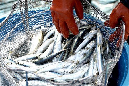 La valorisation des produits de pêche et de l’agriculture, un des maillons essentiels du PSE, selon Mamadou Ndione, DG du COSEC