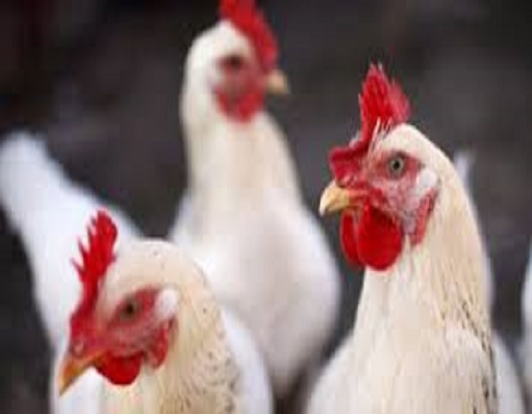 Approvisionnement du marché pour la Korité 2018: 11 millions de poulets attendus ​